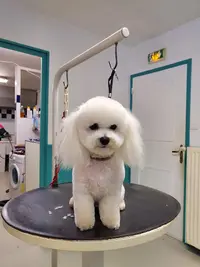 Peluche