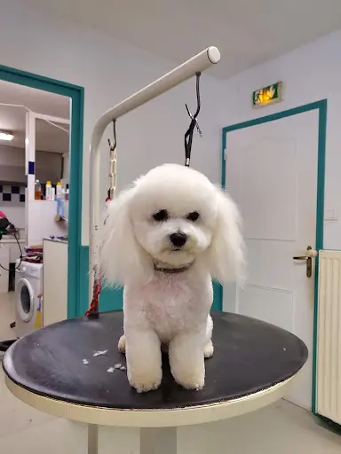 Peluche