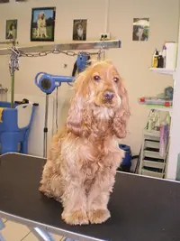 l'Alliance Canine