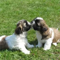 Élevage du Lac des Garennes : Élevage et Vente de Chiots Shih Tzu et Yorkshire (dordogne)