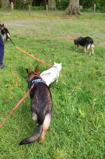 Les Chiens d'Anna