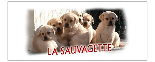 Les Labradors de la Sauvagette