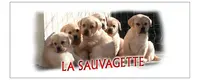 Les Labradors de la Sauvagette