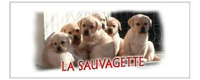 Les Labradors de la Sauvagette