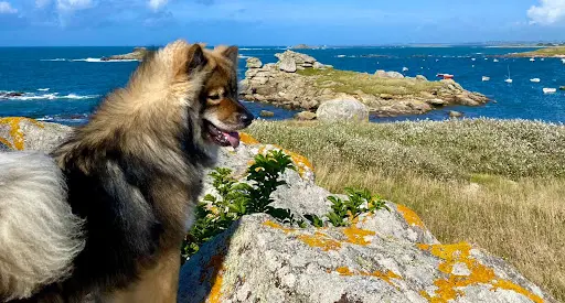 Teach Dog - Educateur Canin Comportementaliste - Brest