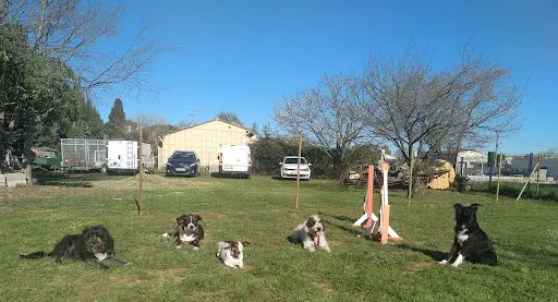 Happy Dog School