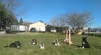 Happy Dog School