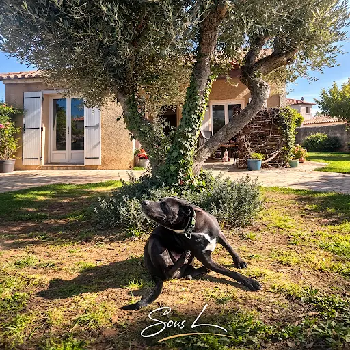 Sous l'Olivier Petsitter Lansargues