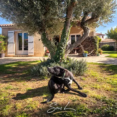 Sous l'Olivier Petsitter Lansargues