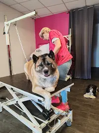 Isabelle Toilettage Canin