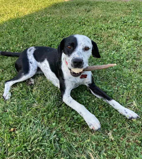 Elevage Beagle Pension Canine des Terres de Jossaume