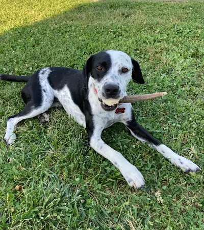 Elevage Beagle Pension Canine des Terres de Jossaume
