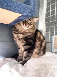 Un Coeur Gros Comme Chats