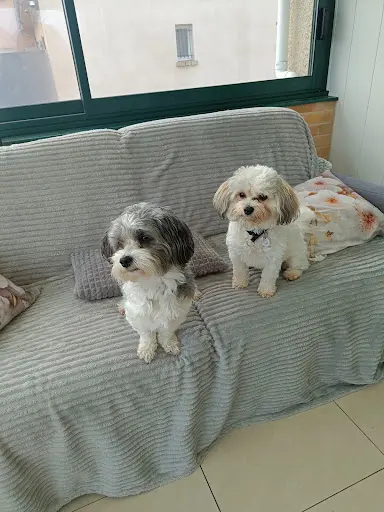A l'Espace Canin