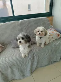 A l'Espace Canin