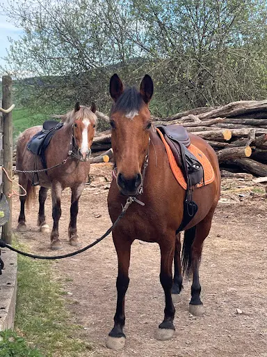 Pension Pour Chevaux Equi Libre