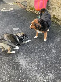 Focus Chien
