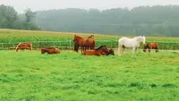 Ferme Equestre Barthlihutte