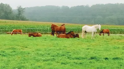 Ferme Equestre Barthlihutte