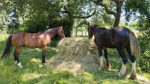 Haras du Destrier