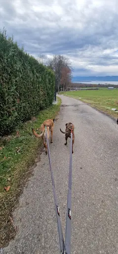 Dog S Theory