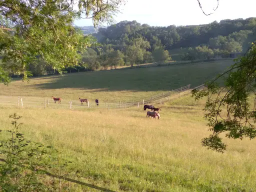 Terra-lartigua Pension Pour Chevaux