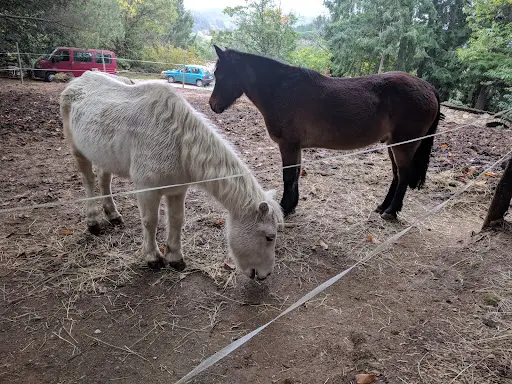 Les Poneys du Val d'Emeraude