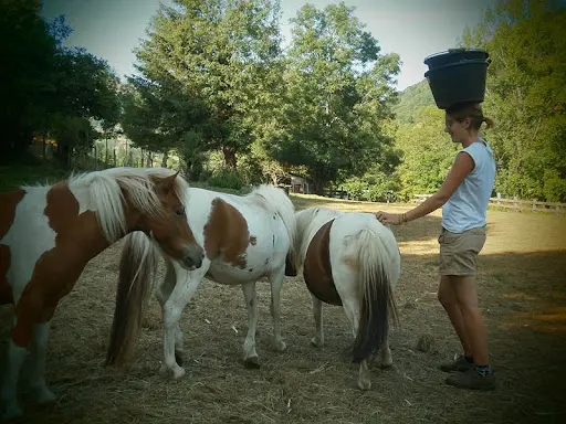 Centre Equestre Cantal Equilibre