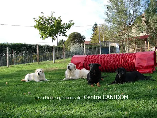 Canidom🐾