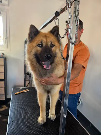 A Poil le Chien - Toiletteur Chien - Lattes