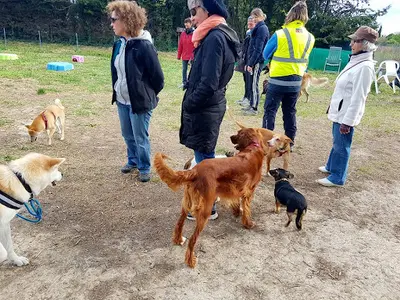 Dog Evasion
