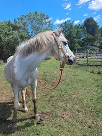 Poney Club de Maurin