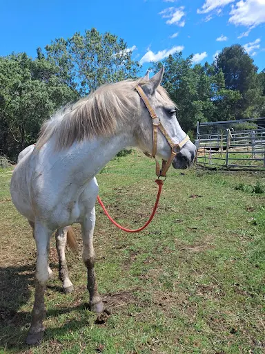 Poney Club de Maurin