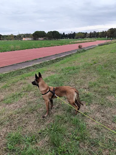 Truf Zen - Comportementaliste Canin & Félin - Lattes et Alentours