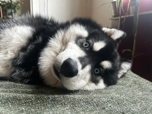 Les Baby Dogs de Mayran