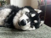 Les Baby Dogs de Mayran