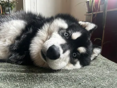 Les Baby Dogs de Mayran