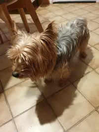 Ô Bio Chien