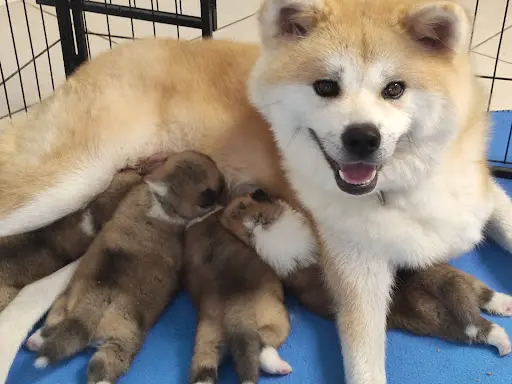 Akai Raiko - Élevage Familial d'Akita Inu - Toulouse Carcassonne