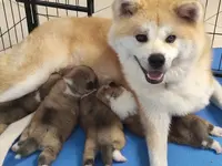 Akai Raiko - Élevage Familial d'Akita Inu - Toulouse Carcassonne