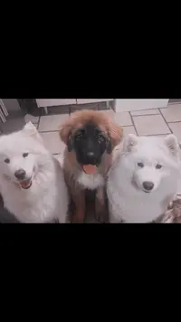 Mystic Dogs