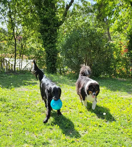 l'Arche d'Elo - Education Canine et Services Animaliers