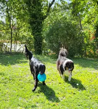 l'Arche d'Elo - Education Canine et Services Animaliers