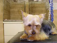 Beauté Canine