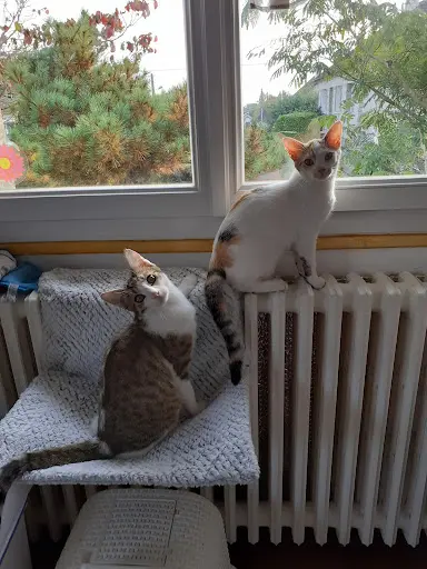 Les Restos du Chat