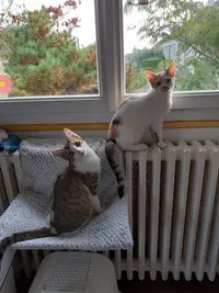 Les Restos du Chat