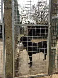 Société Protectrice des Animaux de la Mayenne