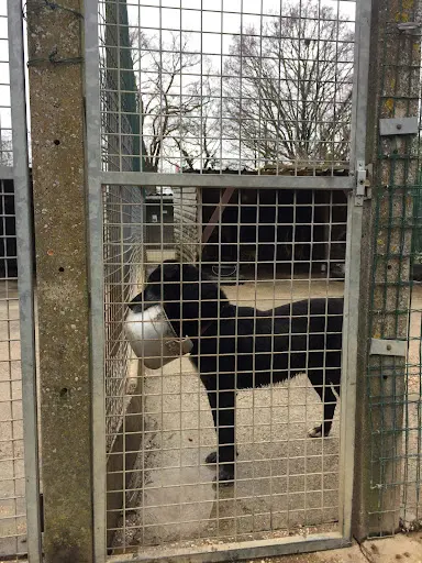 Société Protectrice des Animaux de la Mayenne