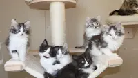 Chatterie du Bleu de Norvège