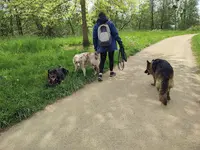 Os Cours : Apprendre À Comprendre Son Chien